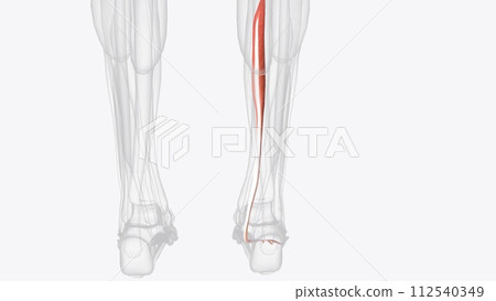 The flexor digitorum longus (FDL) is part of the deep muscle group of the posterior compartment of the lower leg The flexor digitorum longus (FDL) is part of the deep muscle group of the posterior compartment of the lower leg 112540349
