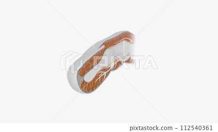 Fingernail Cross Section of Tissue 112540361