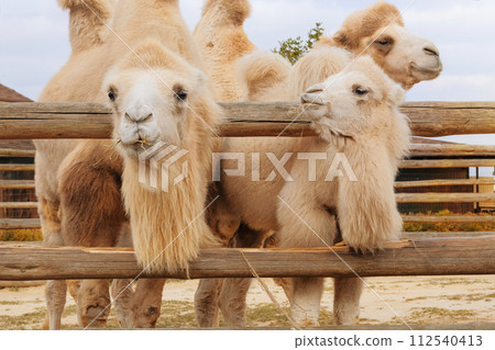 Family of white camels eating hay at the zoo. Keeping wild animals in zoological parks. 112540413