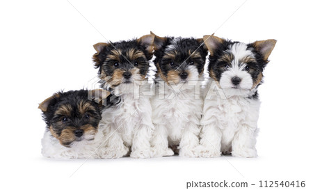 Biewer terrierpuppues on white background 112540416