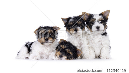 Biewer terrierpuppues on white background 112540419
