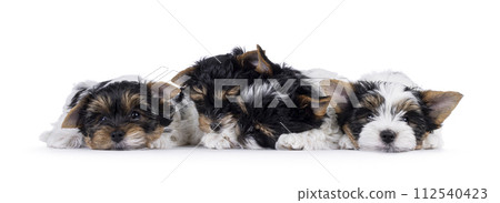 Biewer terrierpuppues on white background Biewer terrierpuppues on white background 112540423