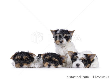 Biewer terrierpuppues on white background 112540424