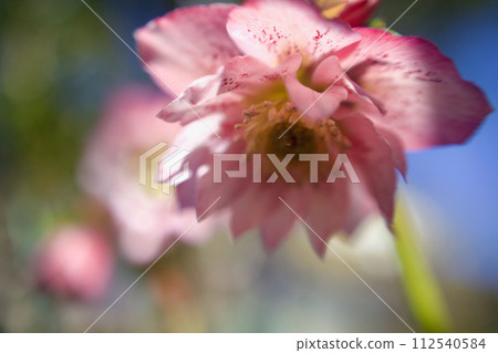 Yaesaki's Christmas rose shines in the spring light 112540584