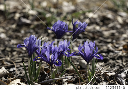 flower flower 112541140