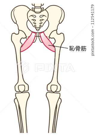 恥骨肌肉 恥骨肌肉 112541179