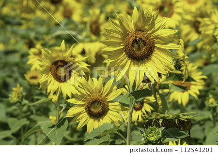 sunflower sunflower 112541201
