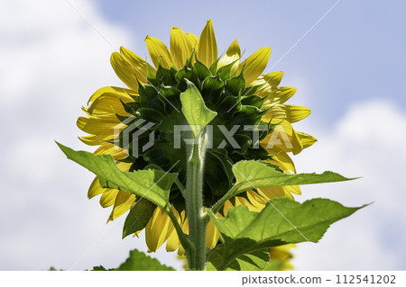 sunflower sunflower 112541202