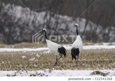 crane crane 112541268