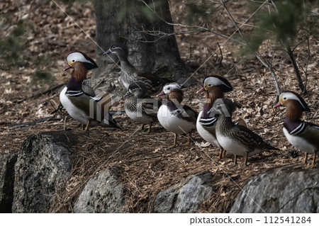 mandarin duck 112541284