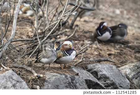 mandarin duck 112541285