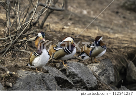 mandarin duck mandarin duck 112541287