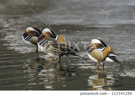 mandarin duck mandarin duck 112541289