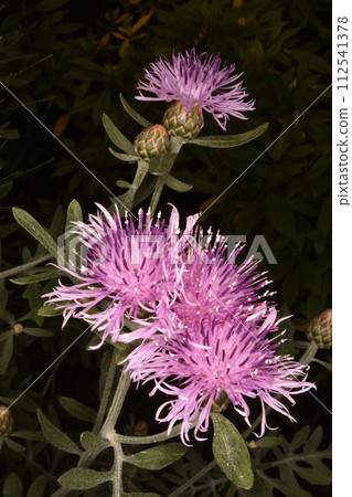 富日廣場薊酒店 112541378