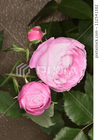 Rose in the Wind Square 112541382