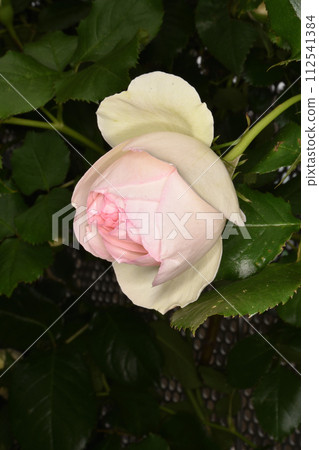 Rose in the Wind Square 112541384