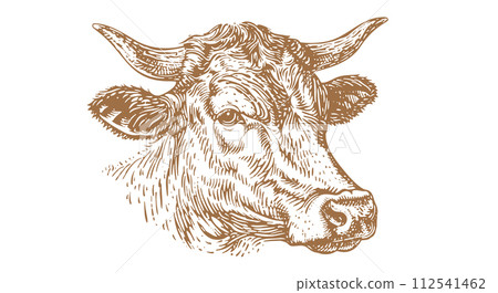 Cow, bull, beef. Vintage retro print 112541462
