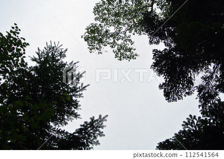 Forest sky Forest sky 112541564