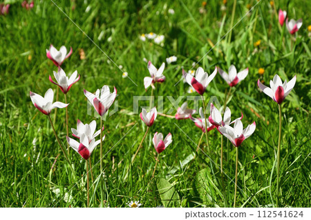 法國巴黎。花園裡盛開的女士鬱金香。拍攝於 2022 年 4 月 17 日。 112541624