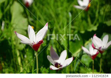 Paris, France. Lady tulips blooming in the flower park. Photographed on April 17, 2022. Paris, France. Lady tulips blooming in the flower park. Photographed on April 17, 2022. 112541634