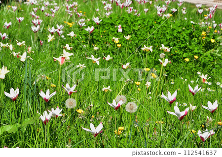 法國巴黎。花園裡盛開的女士鬱金香。拍攝於 2022 年 4 月 17 日。 法國巴黎。花園裡盛開的女士鬱金香。拍攝於 2022 年 4 月 17 日。 112541637