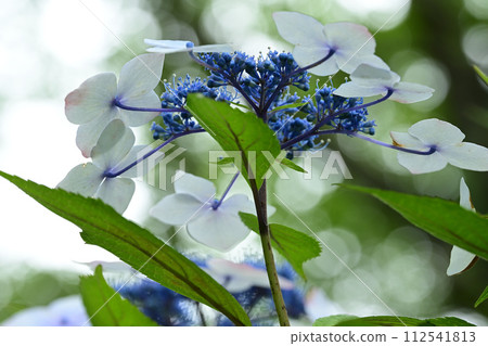 Hydrangea flowers that are beginning to bloom Hydrangea flowers that are beginning to bloom 112541813