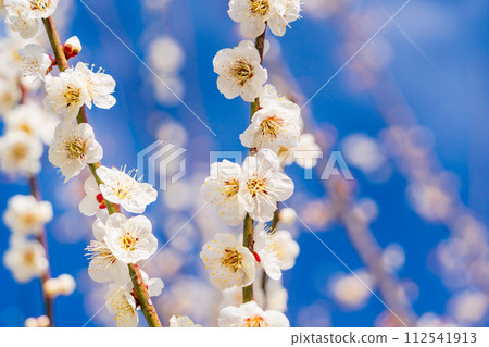 White plum blossom blue sky background 112541913