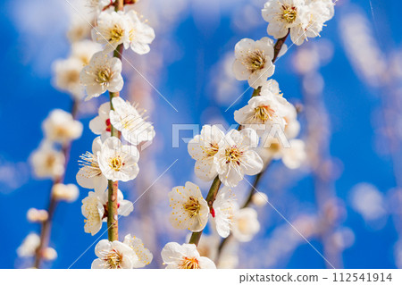 White plum blossom blue sky background 112541914