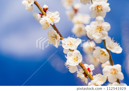 白梅花盛開藍天背景 白梅花盛開藍天背景 112541929