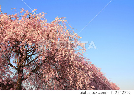 盛開的雙花櫻花反對藍天 112542702