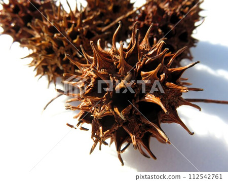 Momijibafu nut 112542761