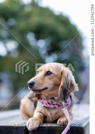 Dachshund taking a walk in the park 112542784
