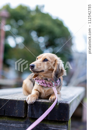 臘腸犬在公園散步 臘腸犬在公園散步 112542785