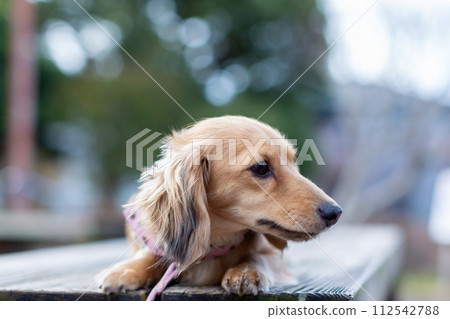 Dachshund taking a walk in the park 112542788