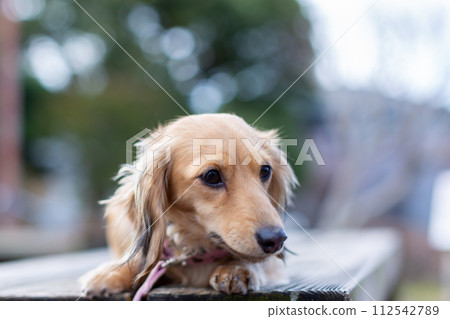Dachshund taking a walk in the park Dachshund taking a walk in the park 112542789