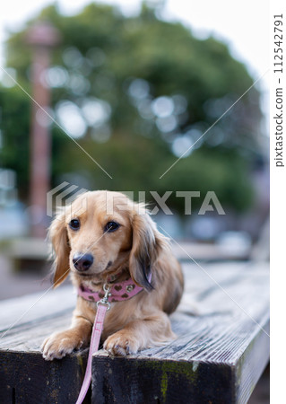 臘腸犬在公園散步 臘腸犬在公園散步 112542791