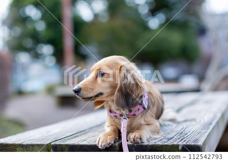Dachshund taking a walk in the park 112542793