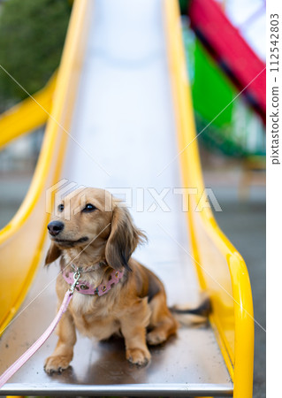 Dachshund taking a walk in the park 112542803