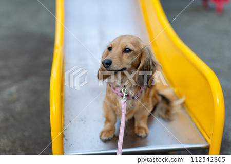 臘腸犬在公園散步 臘腸犬在公園散步 112542805