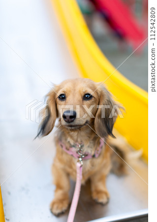 臘腸犬在公園散步 臘腸犬在公園散步 112542809