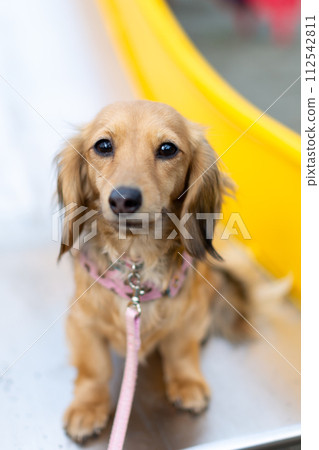 Dachshund taking a walk in the park Dachshund taking a walk in the park 112542811
