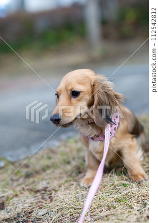 Dachshund taking a walk in the park Dachshund taking a walk in the park 112542812
