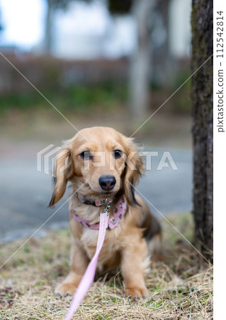 Dachshund taking a walk in the park Dachshund taking a walk in the park 112542814