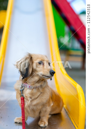 臘腸犬在公園散步 臘腸犬在公園散步 112542818