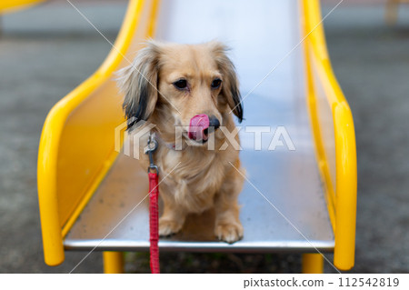 臘腸犬在公園散步 臘腸犬在公園散步 112542819