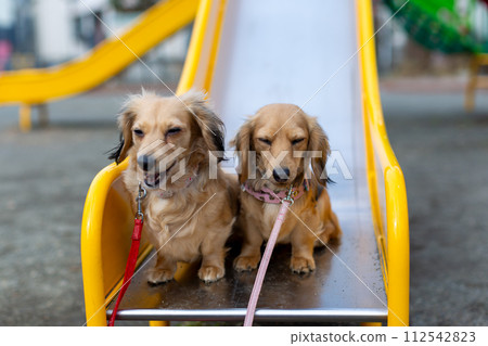 臘腸犬在公園散步 臘腸犬在公園散步 112542823