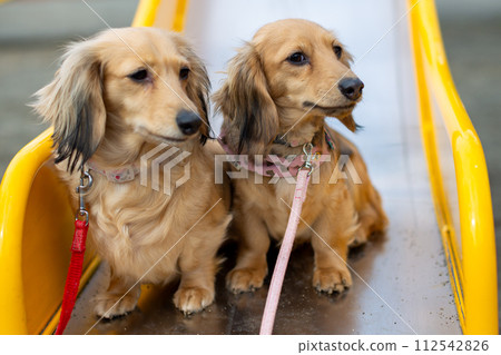 Dachshund taking a walk in the park 112542826
