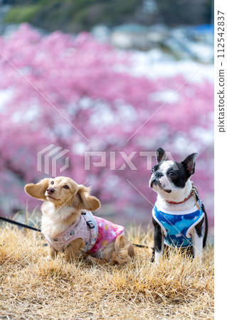 Boston terrier and dachshund walking on the bank Boston terrier and dachshund walking on the bank 112542837