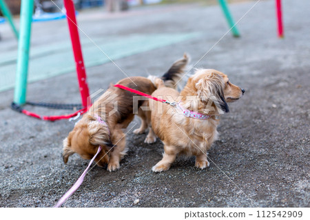 Dachshund taking a walk in the park 112542909