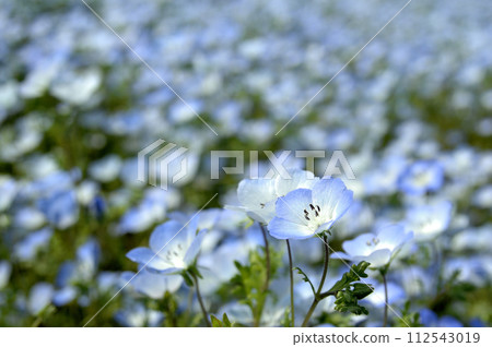 我曾經見過的Nemophila 112543019
